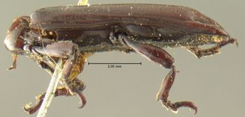 Media type: image;   Entomology 19651 Aspect: habitus lateral view